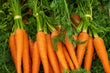 Carrots Dutch
