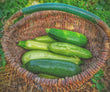 Zucchini Green