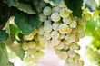 White seedless Grapes Aus Premium