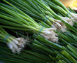Spring Onion Bunch