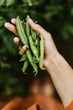 Fresh Peas