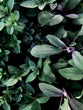 Fresh Herb Varieties