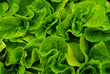 Cos Lettuce (2 pack)